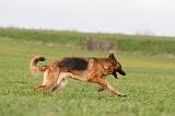 BERGER ALLEMAND 1174